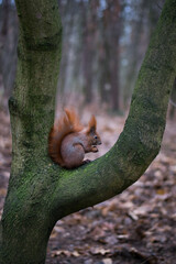 A red squirrel holding a nut on the forest floor, surrounded by autumn leaves and pine needles.