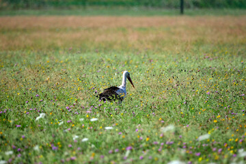 Sielski krajobraz z Bocianem białym (Ciconia ciconia) który  w poszukiwaniu pożywienia przemierza łąke,