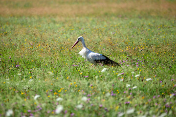Sielski krajobraz z Bocianem białym (Ciconia ciconia) który  w poszukiwaniu pożywienia przemierza łąke,