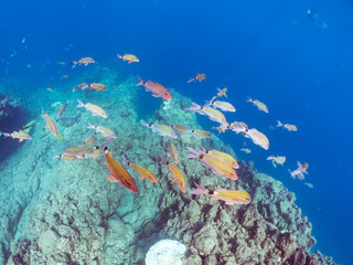 美しいアカヒメジ、ホウライヒメジ（ヒメジ科）他の群れ。水面にはスキンダイバーも泳いでいる。

英名学名：Yellowfin goatfish (Mulloidichthys vanicolensis)
Whitesaddle goatfish, Parupeneus ciliatus
静岡県伊豆半島賀茂郡南伊豆町中木ヒリゾ浜2024年
