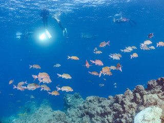 美しいアカヒメジ、ホウライヒメジ（ヒメジ科）他の群れ。水面にはスキンダイバーも泳いでいる。

英名学名：Yellowfin goatfish (Mulloidichthys vanicolensis)
Whitesaddle goatfish, Parupeneus ciliatus
静岡県伊豆半島賀茂郡南伊豆町中木ヒリゾ浜2024年
