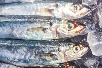 Several mackerel scad fish on ice