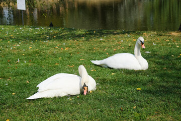 Graceful swans resting on green grass by a tranquil pond in a sunny afternoon setting