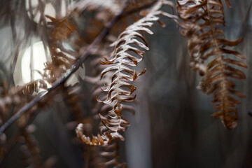 Macro de feuilles de fougère mortes