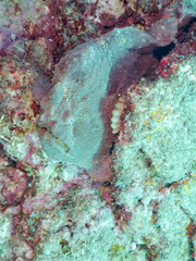 エスカ（触手）を振って魚を呼び寄せて狩る、巨大なオオモンカエルアンコウ（カエルアンコウ科）のペア。
英名学名：Giant Frogfish, Antennarius commersoni
自分よりも大きな獲物でも、１０倍に広がる大きな口で丸呑みにする。
その速度は0.0001秒。生物界最速のハンターである。

静岡県伊豆半島賀茂郡南伊豆町中木ヒリゾ浜2024年
