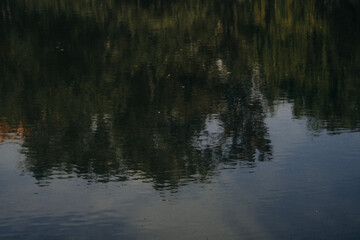 Reflections of trees on calm water during early morning light in a serene natural setting