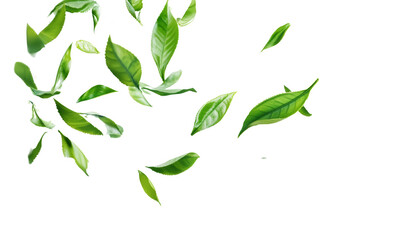 Green tea leaf floating isolated on transparent background