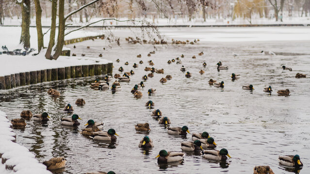 Ducks Swim Peacefully in a Snowy Park During Winter in a Serene Setting