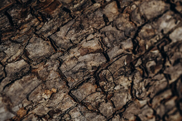Close-up of textured tree bark revealing intricate patterns and earthy colors in natural setting