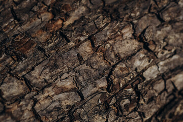 Detailed close-up of rough tree bark showcasing unique textures and patterns in natural lighting