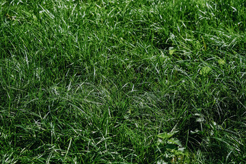 Lush green grass covering the ground in a sunlit park during a warm summer afternoon
