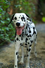 Dalmatian dog  in the garden, beautiful moment 