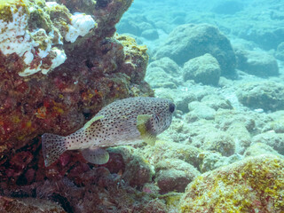 美しく大きなネズミフグ（ハリセンボン科）。
英名学名：Spot-fin porcupinefish, Diodon hystrix
静岡県伊豆半島賀茂郡南伊豆町中木ヒリゾ浜2024年

