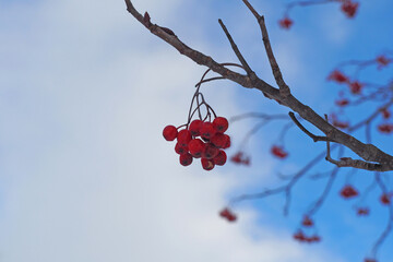 冬のナナカマド