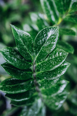 Lush green leaves glistening with water droplets in a vibrant garden setting