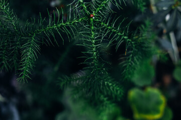 Close-up of a green plant featuring unique needle-like leaves in a lush garden during daylight hours