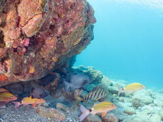 水中洞窟の
美しいイシガキダイ（イシダイ科）ホウライヒメジ（ヒメジ科）他の群れ
英名学名：Spotted Knifejaw (Oplegnathus punctatus)
Whitesaddle goatfish, Parupeneus ciliatus
静岡県伊豆半島賀茂郡南伊豆町中木ヒリゾ浜2024年
