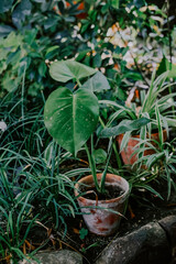 Lush green plant growing in a terracotta pot surrounded by vibrant foliage in a serene garden