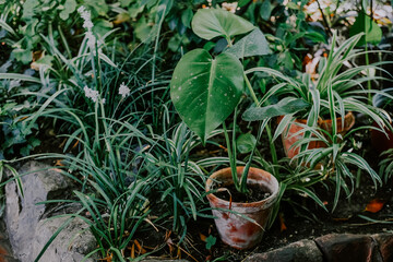 Lush tropical plants thrive in a garden setting with varied textures and vibrant greenery
