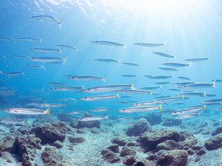 迫力あるタイワンカマス（カマス科）他の群れ。
英名学名：Yellowtail...