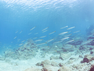 迫力あるタイワンカマス（カマス科）他の群れ。
英名学名：Yellowtail barracuda (Sphyraena obtusata) 
静岡県伊豆半島賀茂郡南伊豆町中木ヒリゾ浜2024年
