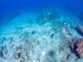 大きく美しいアオブダイ（ブダイ科）他。
英名学名：Knobsnout Parrotfish (Scarus ovifrons)
静岡県伊豆半島賀茂郡南伊豆町中木ヒリゾ浜2024年
