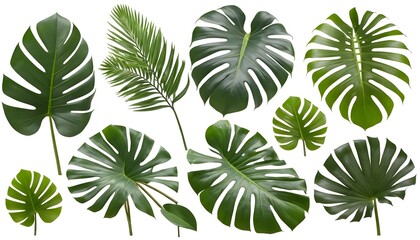 Fototapeta premium Single Collection of Green Tropical Plant Leaves ( Monstera, Palm, Rubber Plant, Pine, Bird's Nest Fern) Isolated on White Background with Cutout Path