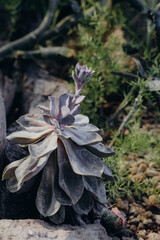 Succulent plant with unique leaves growing on rocky terrain during late afternoon sunlight