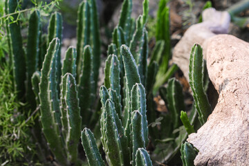 Lush green cacti thriving in a natural desert garden during daylight hours