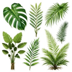 Single Collection of Green Tropical Plant Leaves ( Monstera, Palm, Rubber Plant, Pine, Bird's Nest Fern) Isolated on White Background with Cutout Path