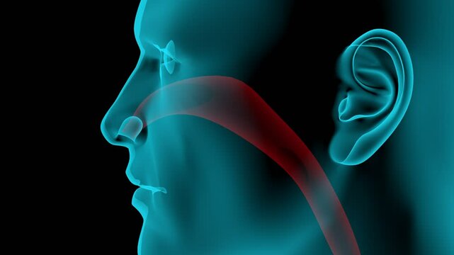 Schnupfen - Rhinitis