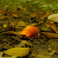 slow lives in the forest