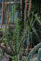 Green plant with sharp spikes thriving in a lush garden filled with diverse foliage under natural light