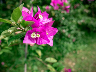 Purple bougainvillea flowers growing in the backyard of the house
