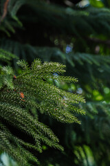 Close-up view of vibrant green pine needles amidst lush forest foliage in bright daylight