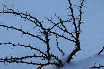 branches
