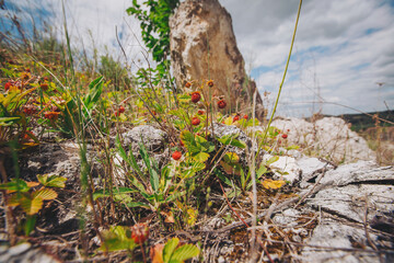 small red wild strawberries grow on the branches. wild strawberries growing on the mountain slope.  Wild strawberries growing in a natural environment. Ripe berry growing on the stone.