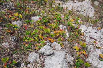 fresh wild strawberry in the forest. wild strawberry on a summer meadow. Edible berries 