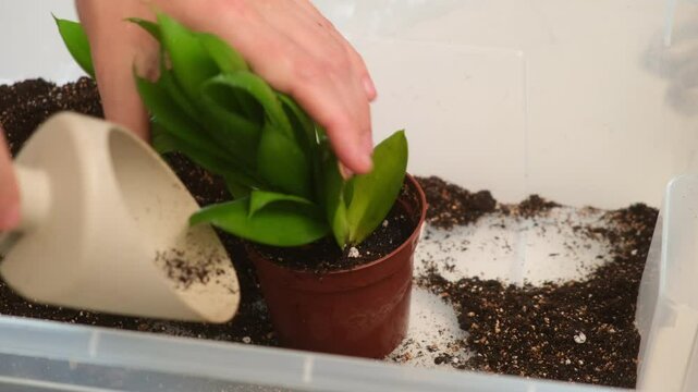 A woman transplants a Sansevieria black dragon plant into a pot and fills it with soil from a scoop. Repotting houseplants by hand is a simple DIY project of an adult gardener.
