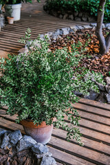 Lush green plant in a terracotta pot on wooden deck surrounded by stones in a tranquil outdoor setting