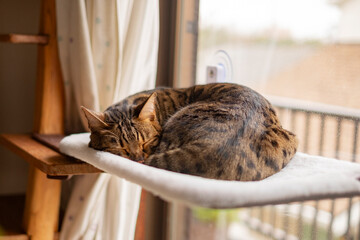 ハンモックで眠るベンガル猫