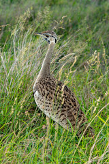 Outarde à ventre noir, eupodotis melanogaster.Lissotis melanogaster, Black bellied Bustard