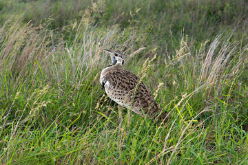 Outarde à ventre noir, eupodotis melanogaster.Lissotis melanogaster, Black bellied Bustard