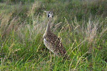 Outarde à ventre noir, eupodotis melanogaster.Lissotis melanogaster, Black bellied Bustard