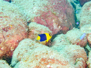 可愛いソメワケヤッコ（キンチャクダイ科）の幼魚他。
ソラスズメダイ（スズメダイ科）他の群れ。
英名学名：Bicolor angelfish (Centropyge bicolor) 
Heavenly Damselfish (Pomacentrus coelestis)
静岡県伊豆半島賀茂郡南伊豆町中木ヒリゾ浜2024年
