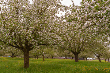 Close-up of blooming apple trees on a meadow orchard, Egnach, Canton of Thurgau, Switzerland