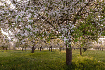 Close-up of blooming apple trees on a meadow orchard in morning light, Egnach, Canton of Thurgau, Switzerland