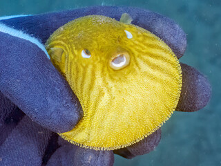 膨らむ
可愛いサザナミフグ（フグ目）の幼魚。
英名学名：White-spotted...
