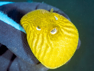 膨らむ
可愛いサザナミフグ（フグ目）の幼魚。
英名学名：White-spotted...