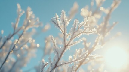 Obraz premium A close-up of frost-covered branches, sparkling in the sunlight against a clear blue sky.